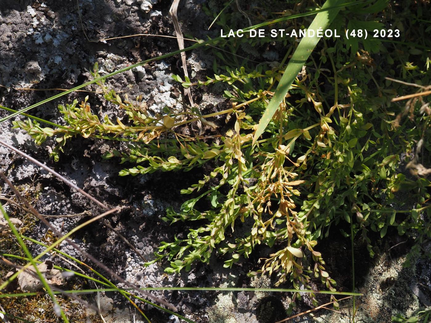 Stitchwort, Bog plant